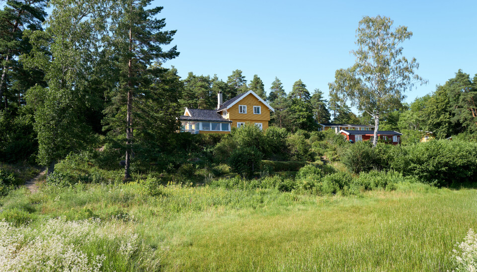 Parkslirekne 'Reynoutria japonica' sprer seg raskt og fortrenger annen vegetasjon, og hører ikke naturlig hjemme i Norge.