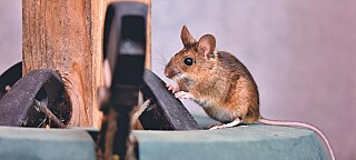 Trøndelag tingrett: Prisavslag etter mus i eldre bolig